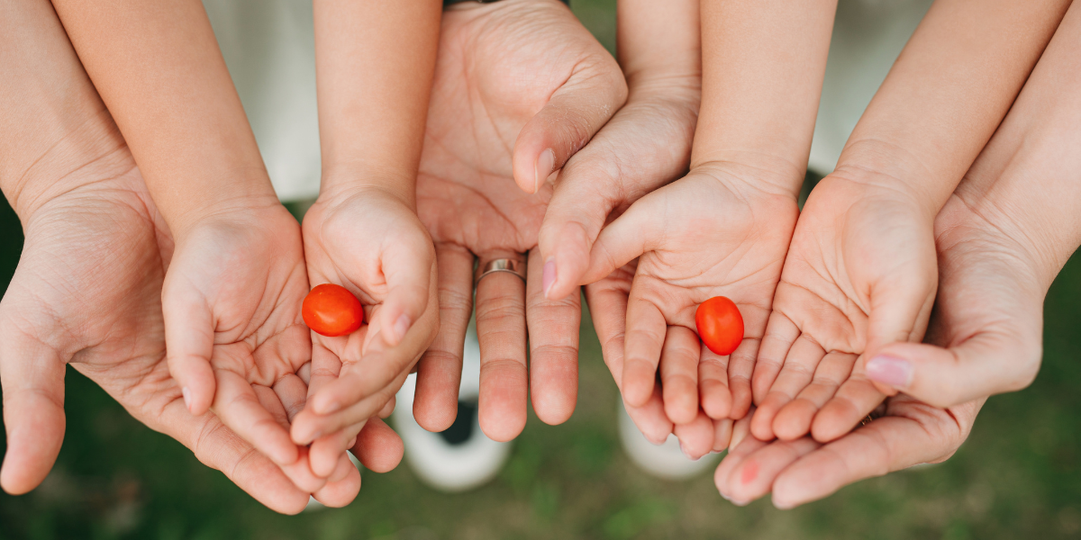 hands holding tomatoes
